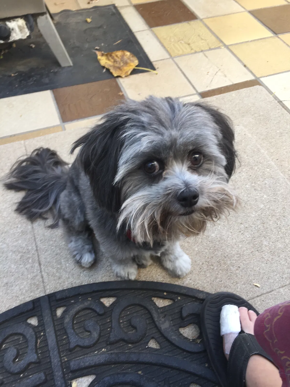 Lost dog in South Pasadena, CA, 91030