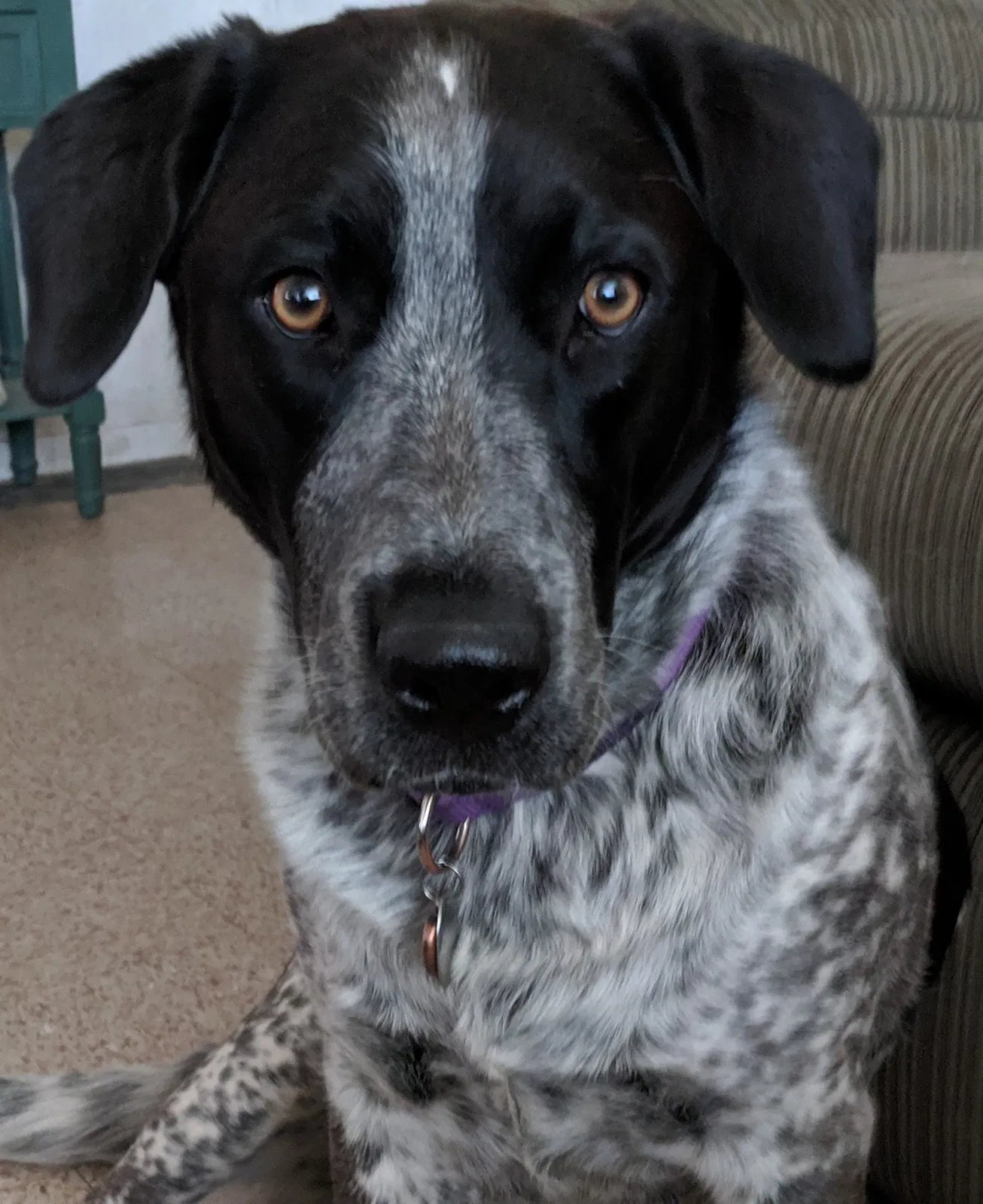 Lost dog in Austin, TX, 78744