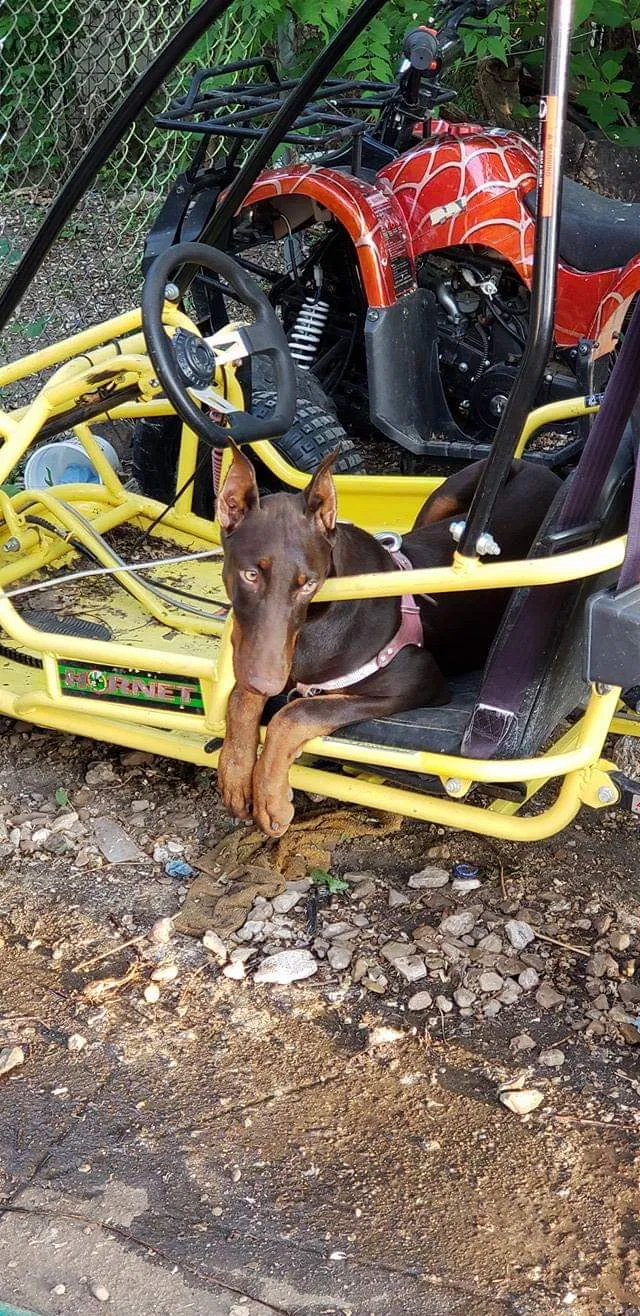 Lost dog in Kansas City, KS, 66101