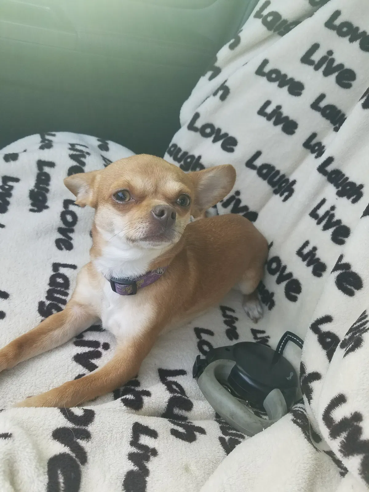 Lost dog in Mica, WA, 99023