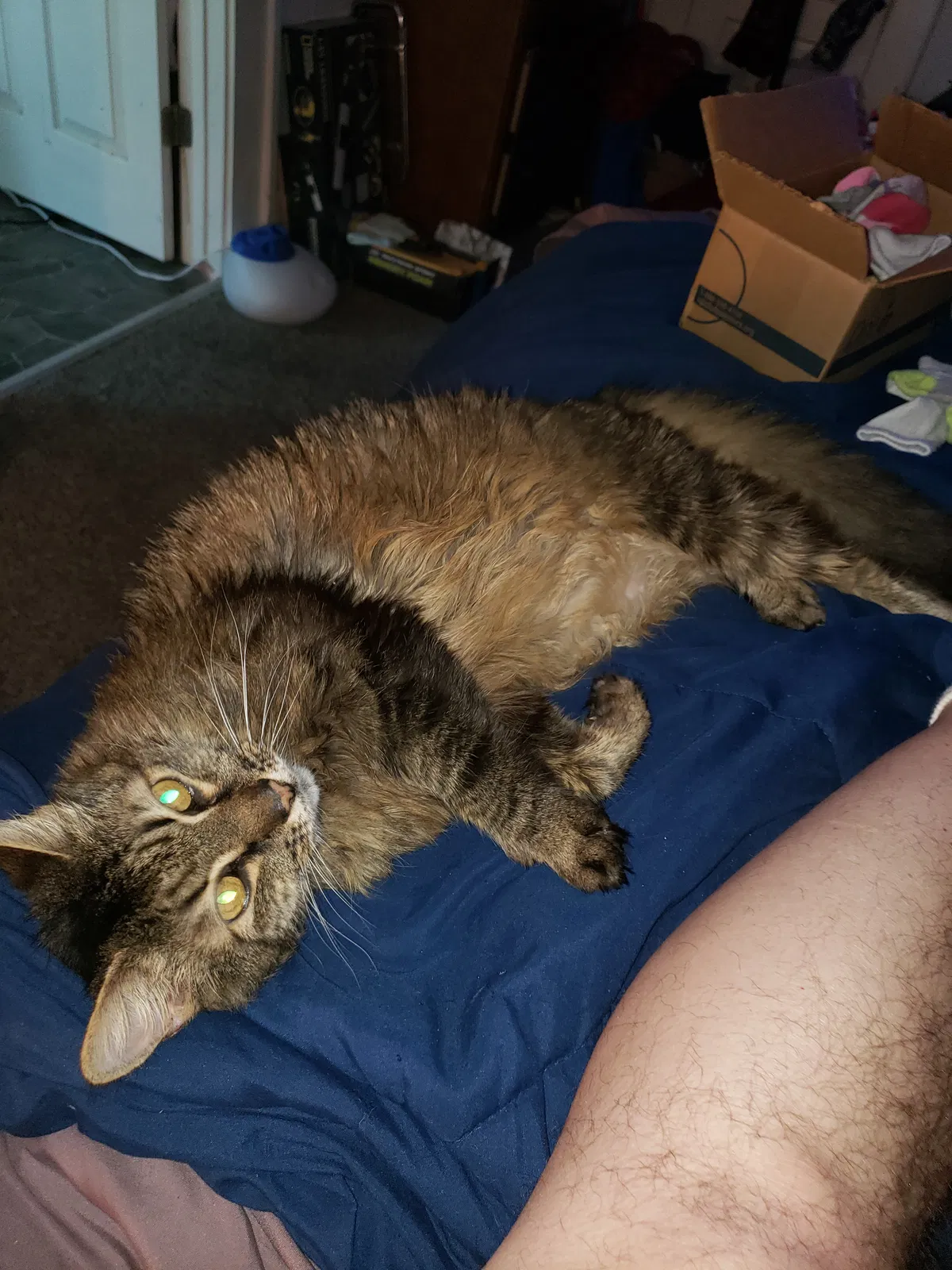 Lost cat in Anderson, SC, 29625