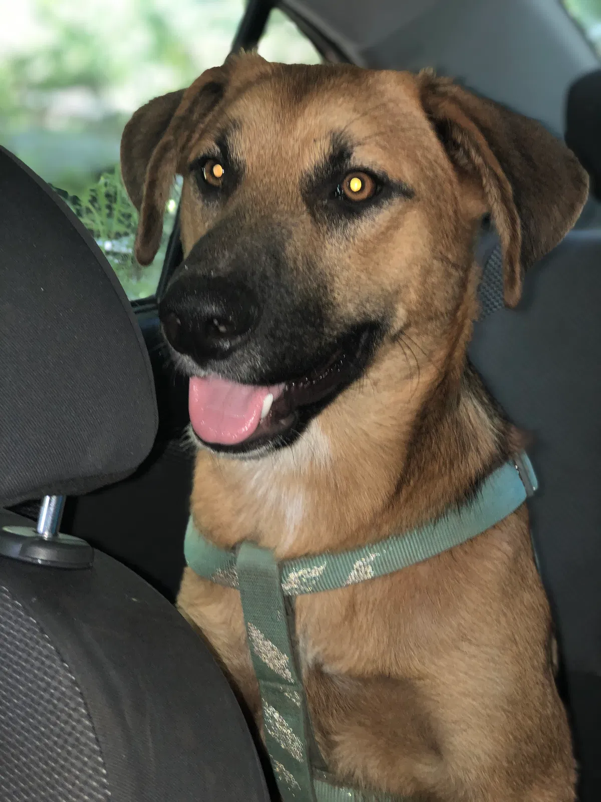 Lost dog in Westville, OK, 74965