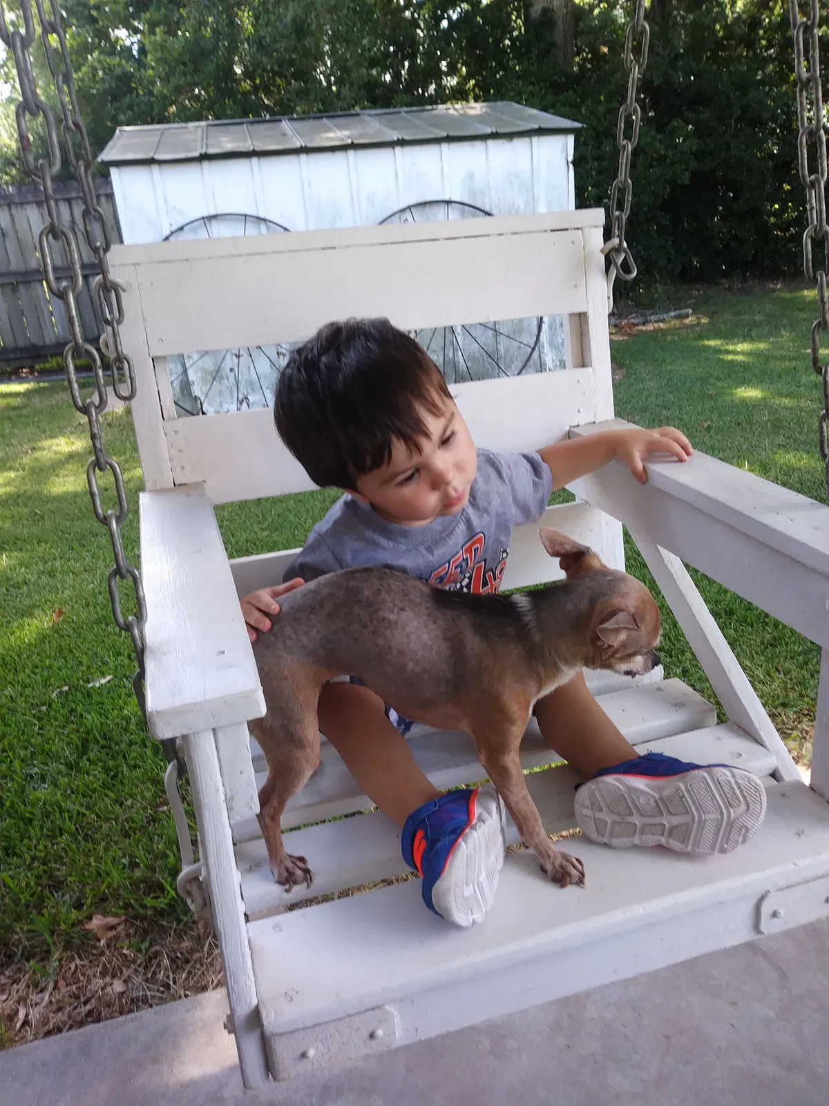 Lost dog in Sunset, LA, 70584