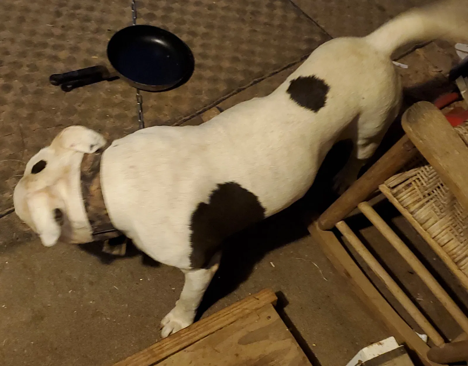 Lost dog in Cairo, GA, 39828