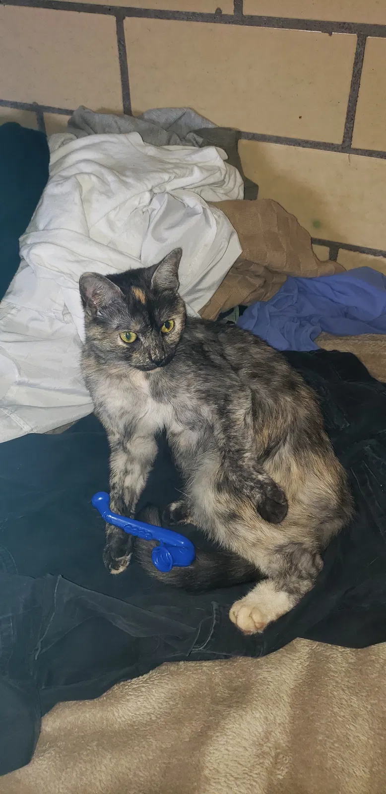 Lost cat in Indianapolis, IN, 46201