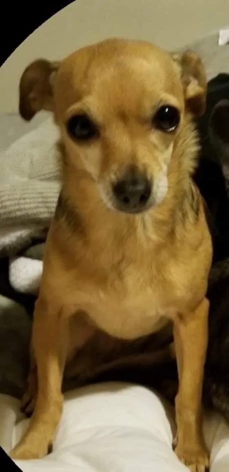 Lost dog in Gilroy, CA, 95020