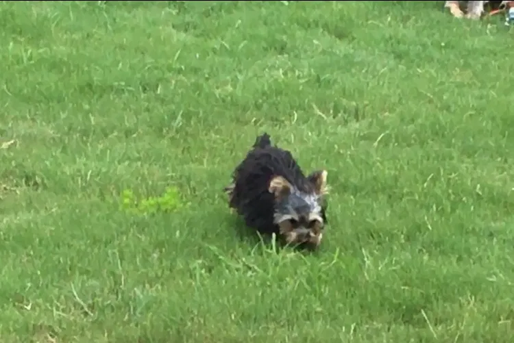 Lost dog in Atlanta, GA, 30331