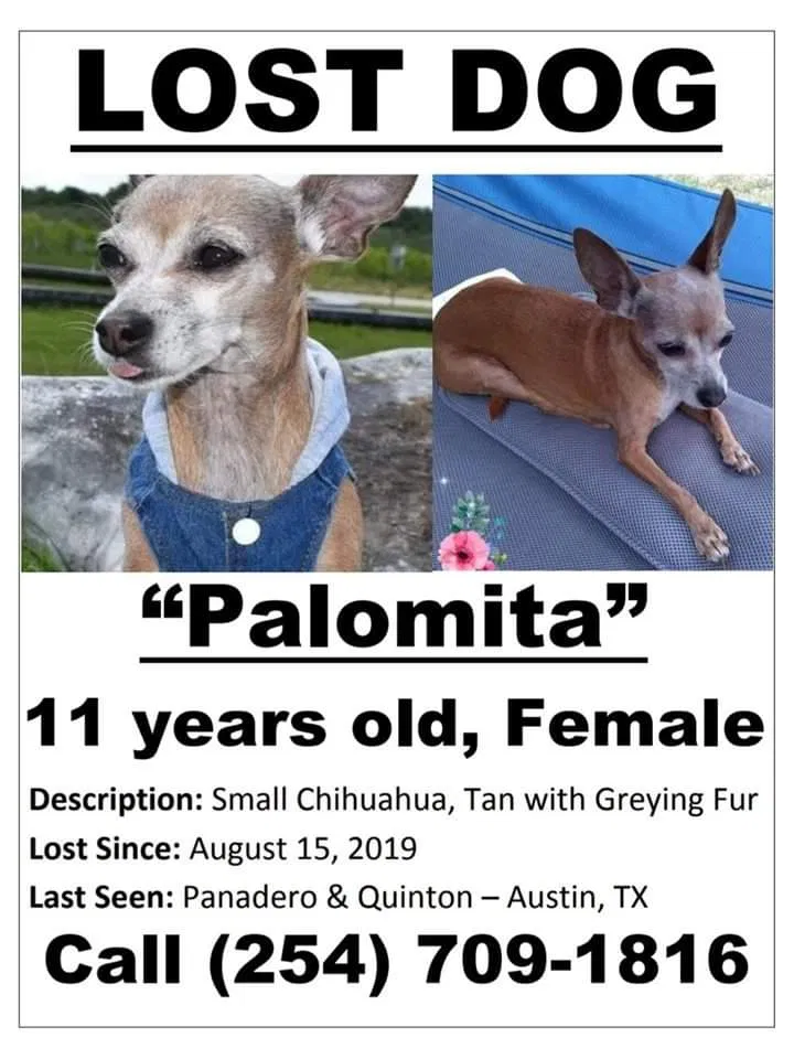 Lost dog in Austin, TX, 78747