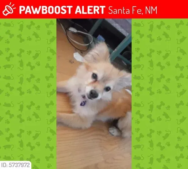 Lost dog in Santa Fe, NM, 87507