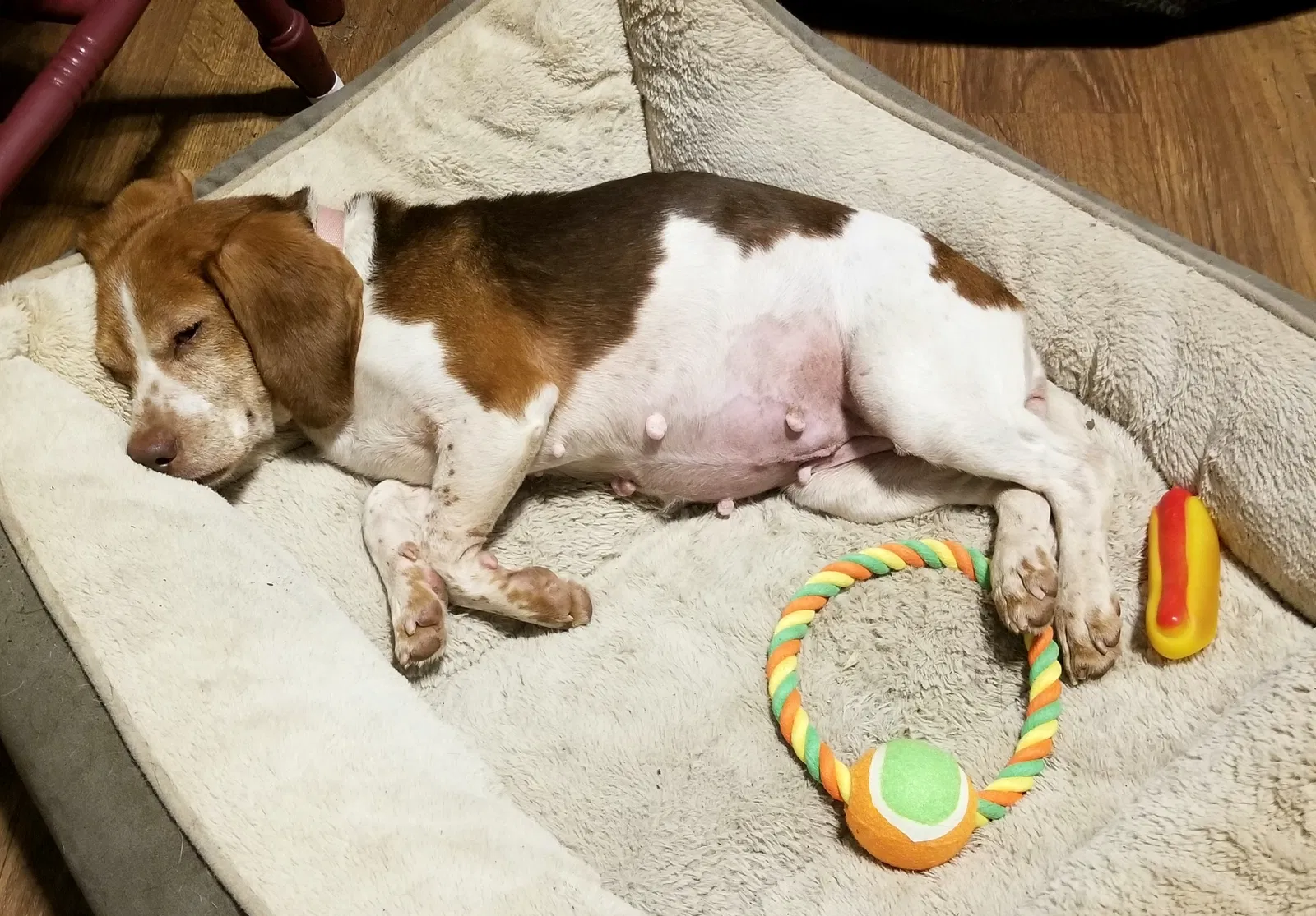 Lost dog in Louisa, VA, 23093
