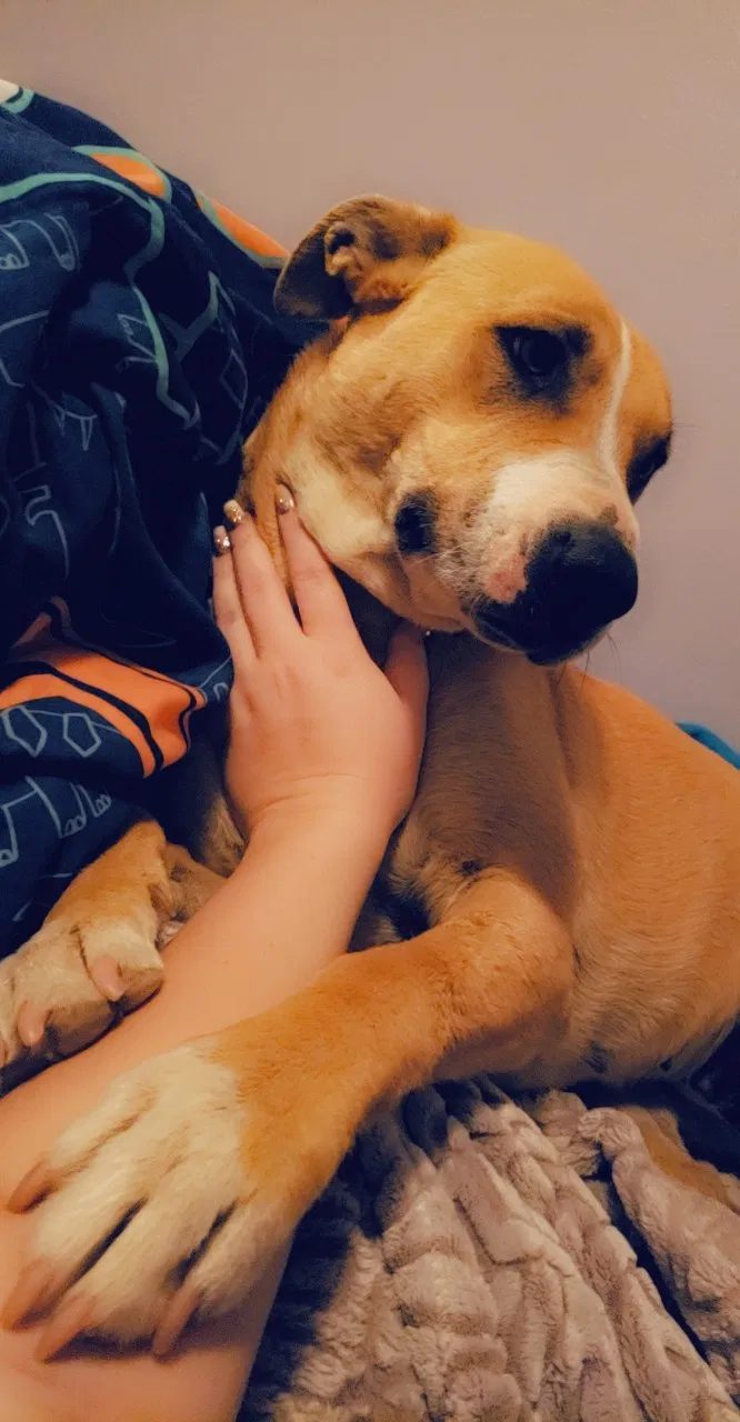 Lost dog in Phelan, CA, 92371