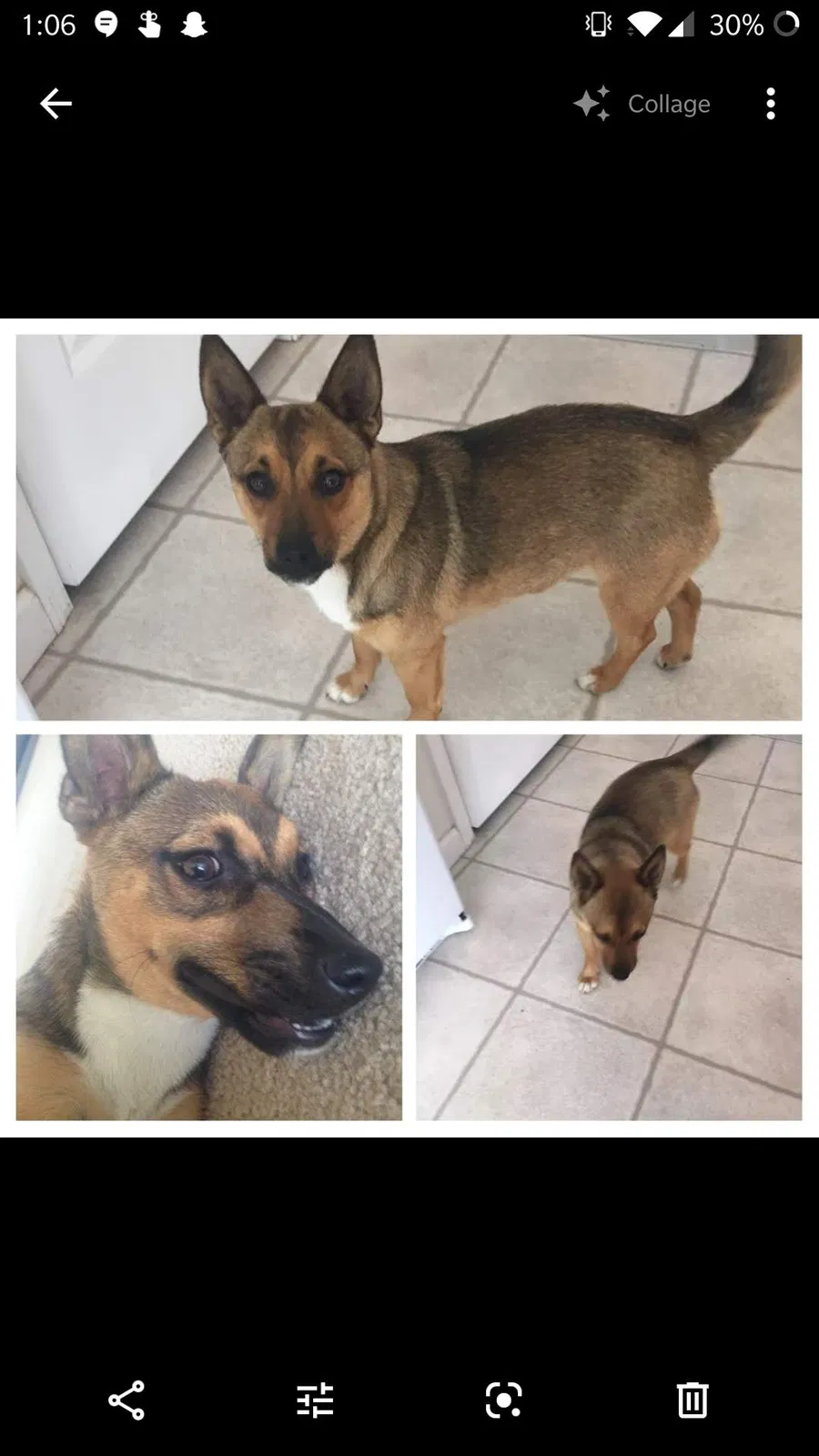 Lost dog in Amarillo, TX, 79106