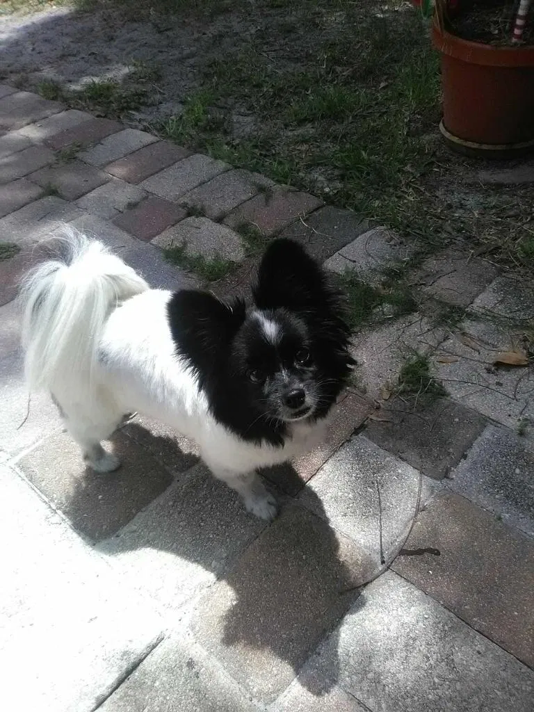 Lost dog in Fort Pierce, FL, 34982