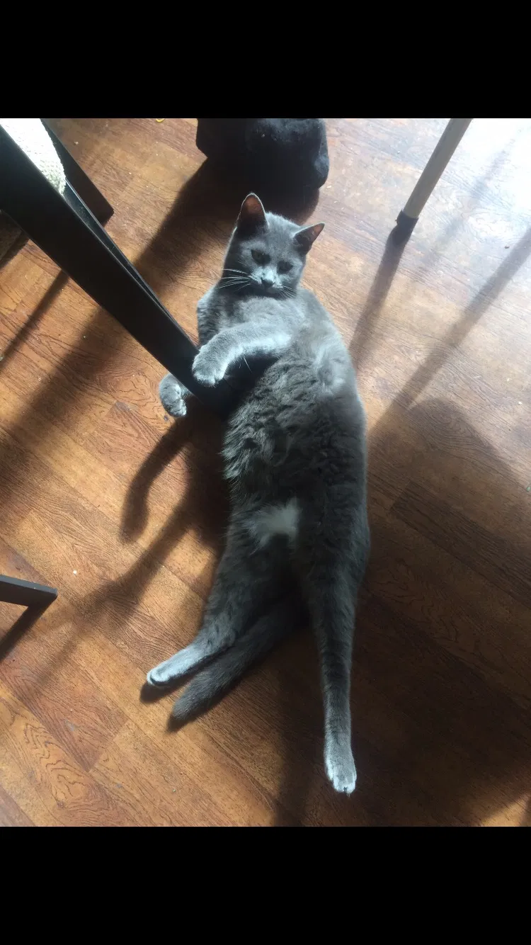 Lost cat in Southport, NC, 28461