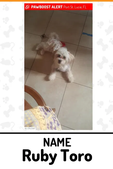 Lost dog in Port Saint Lucie, FL, 34953