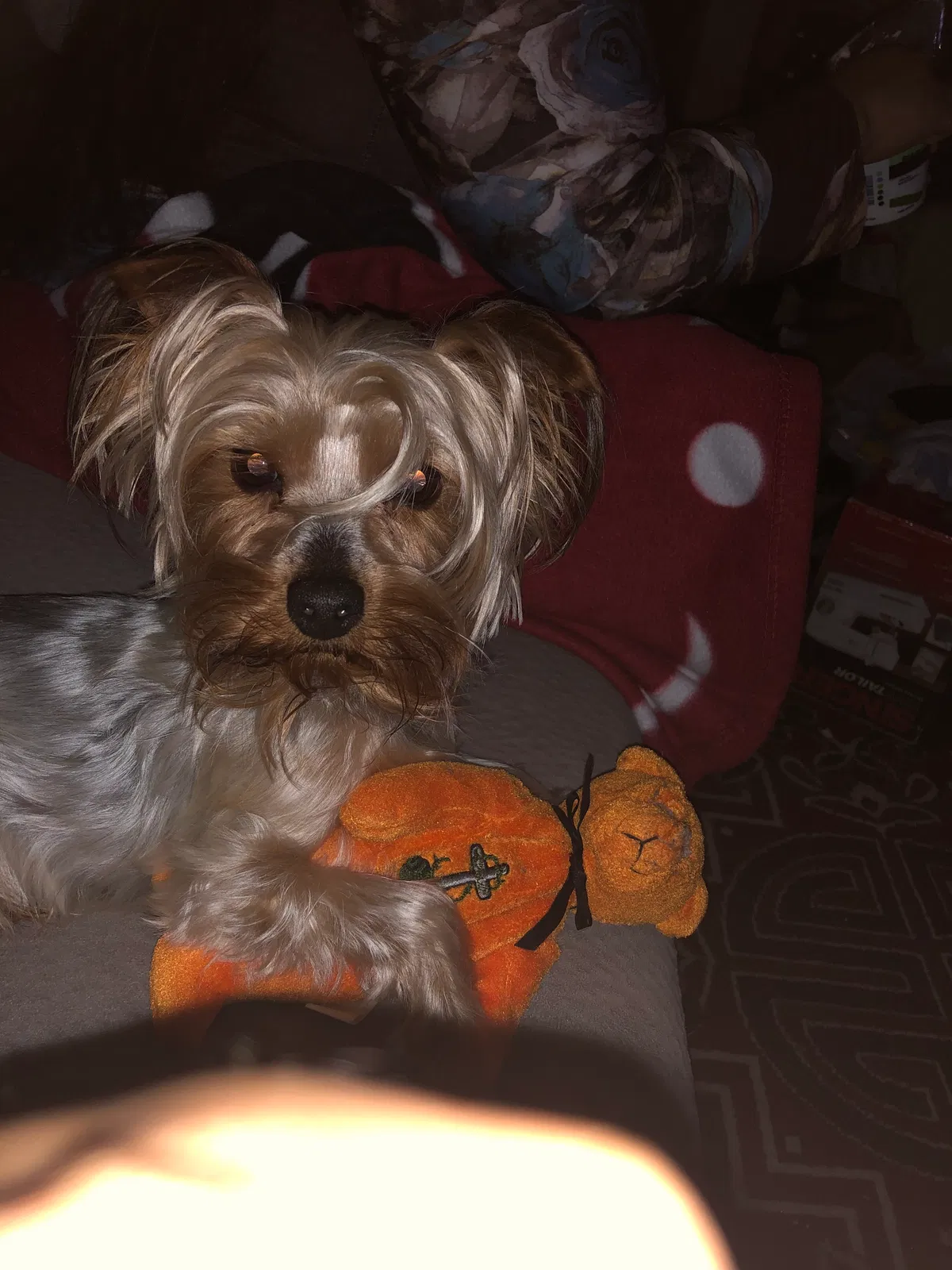 Lost dog in Lakewood, WA, 98499
