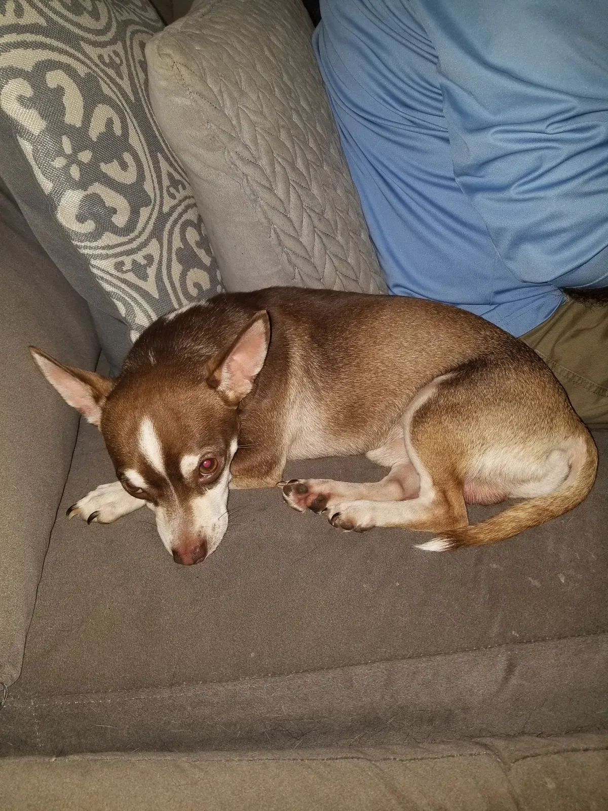 Lost dog in Gray Court, SC, 29645