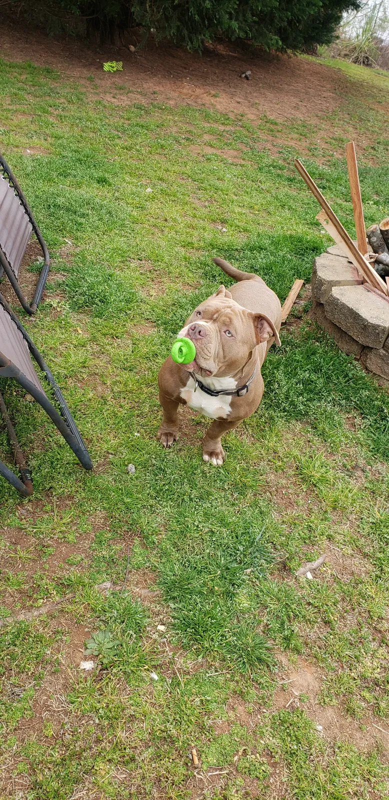Lost dog in Easley, SC, 29640