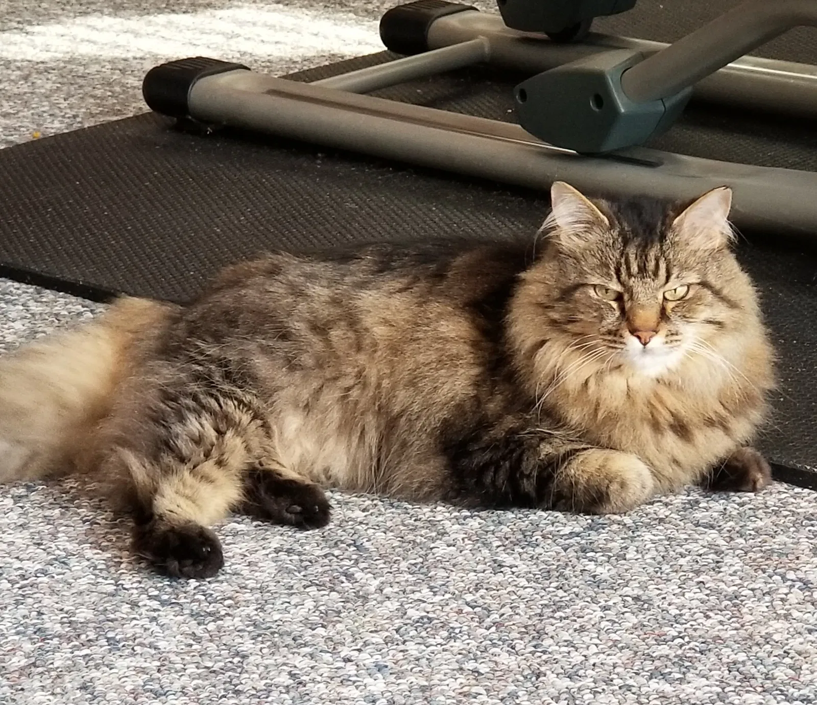 Lost cat in Harrisburg, NC, 28075