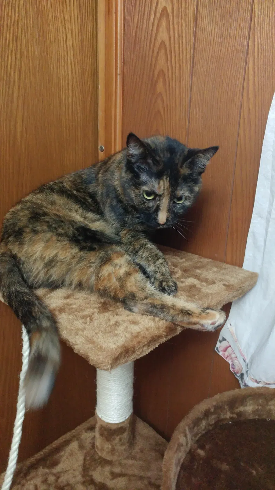Lost cat in Beaverton, OR, 97078