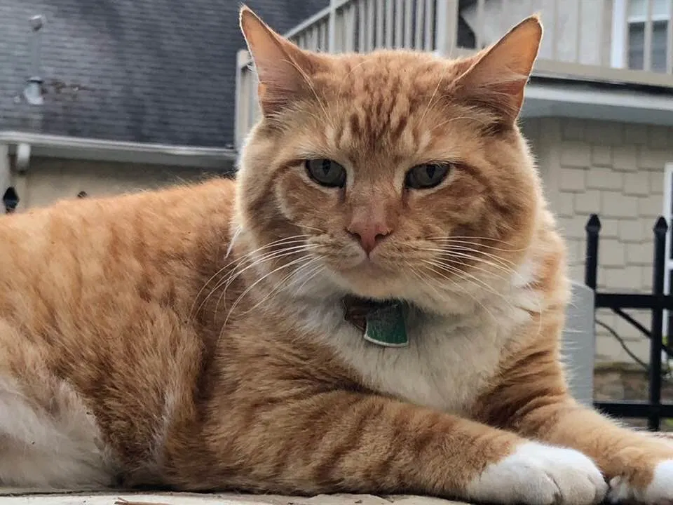 Lost cat in Sharpsburg, GA, 30277
