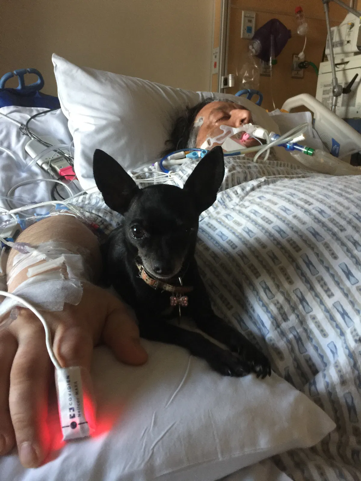 Lost dog in Osseo, MN, 55311