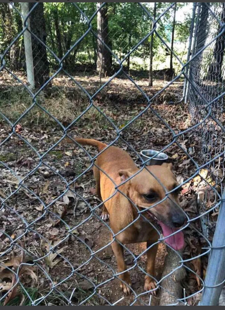 Lost dog in Easley, SC, 29642