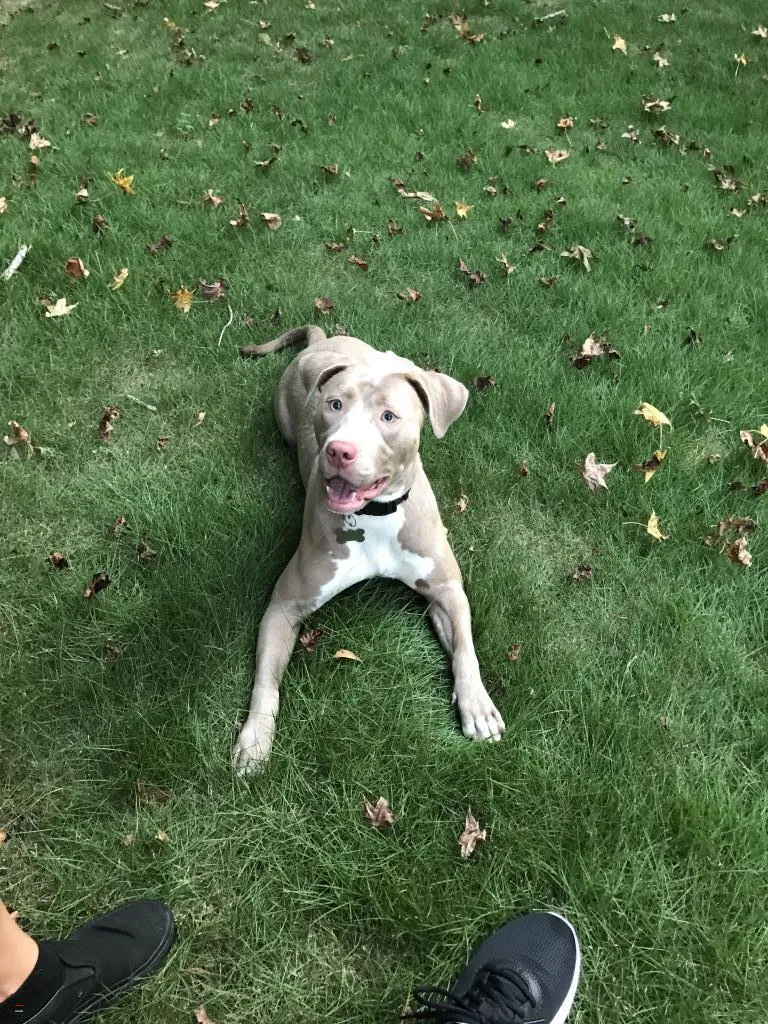 Lost dog in Dacula, GA, 30019