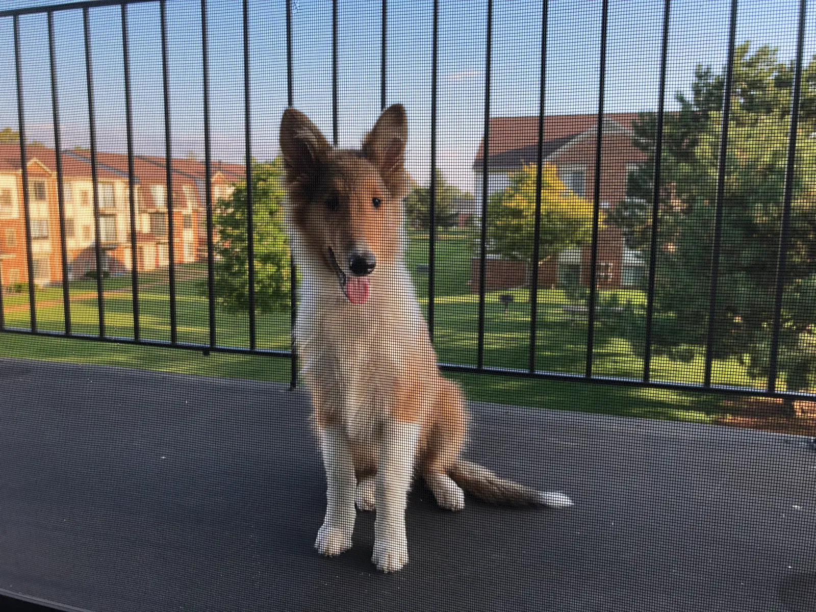 Lost dog in Farmington, MI, 48335