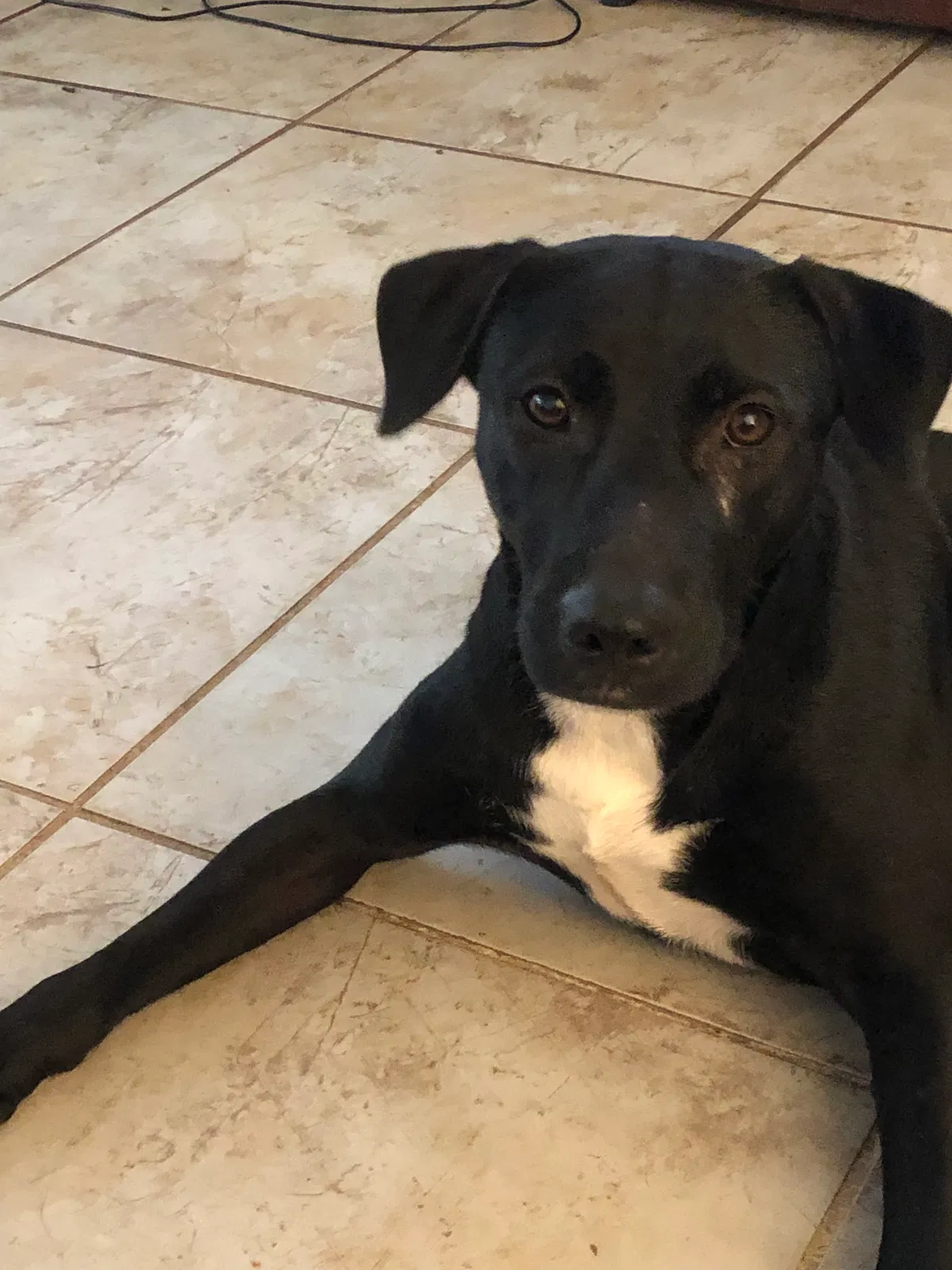 Lost dog in Corpus Christi, TX, 78410