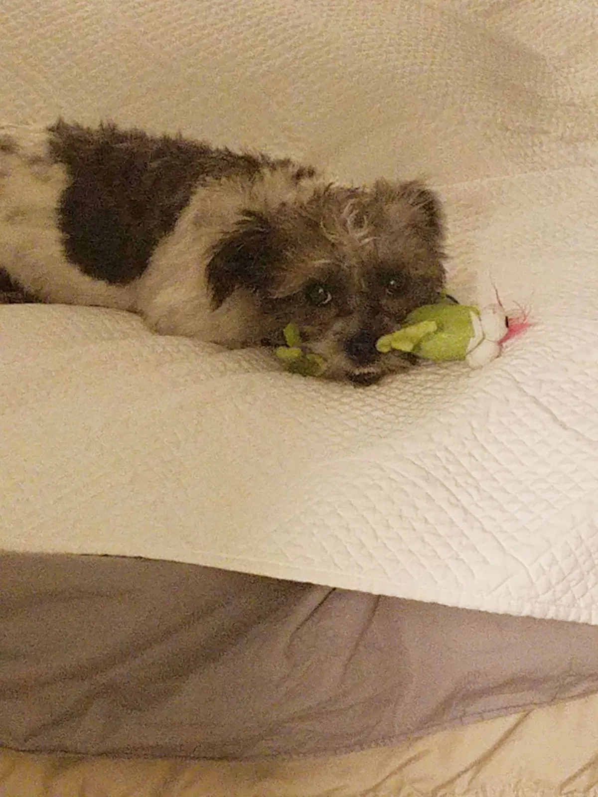 Lost dog in Seneca, SC, 29678