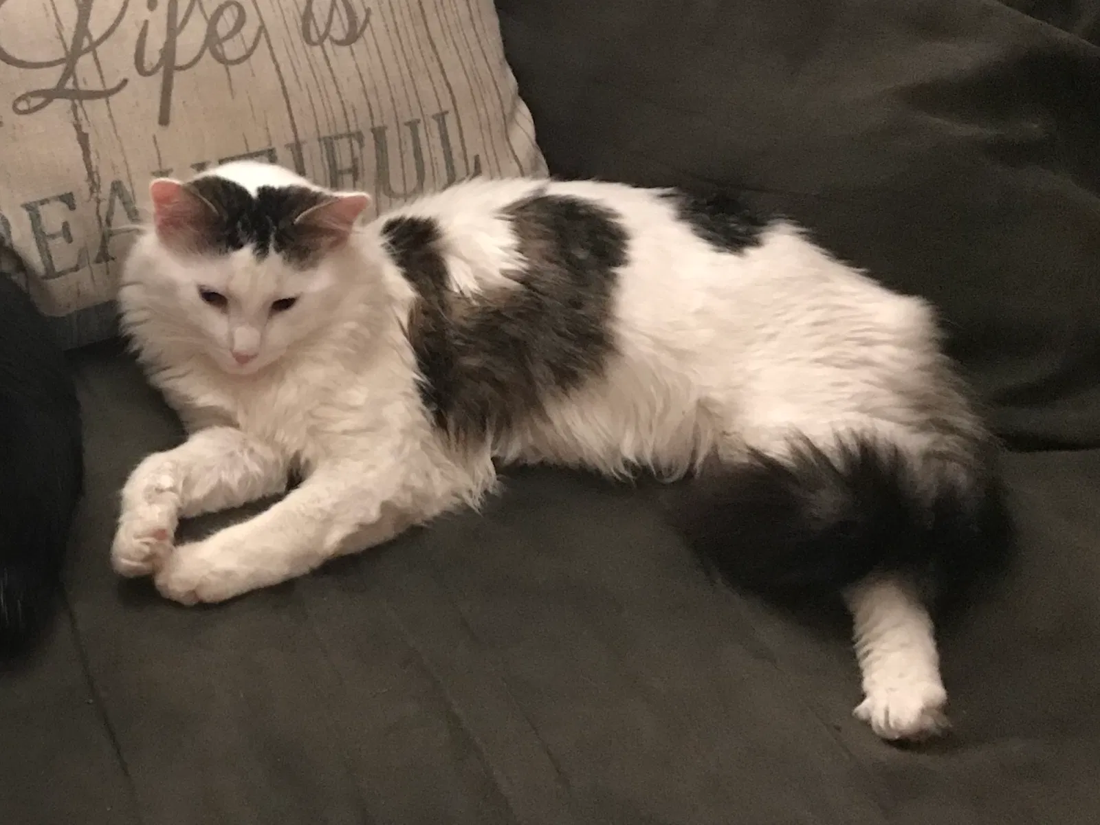 Lost cat in Minneapolis, MN, 55428