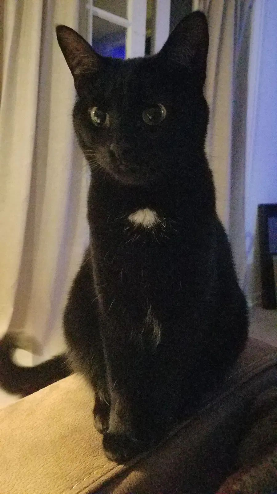Lost cat in Wilmette, IL, 60091