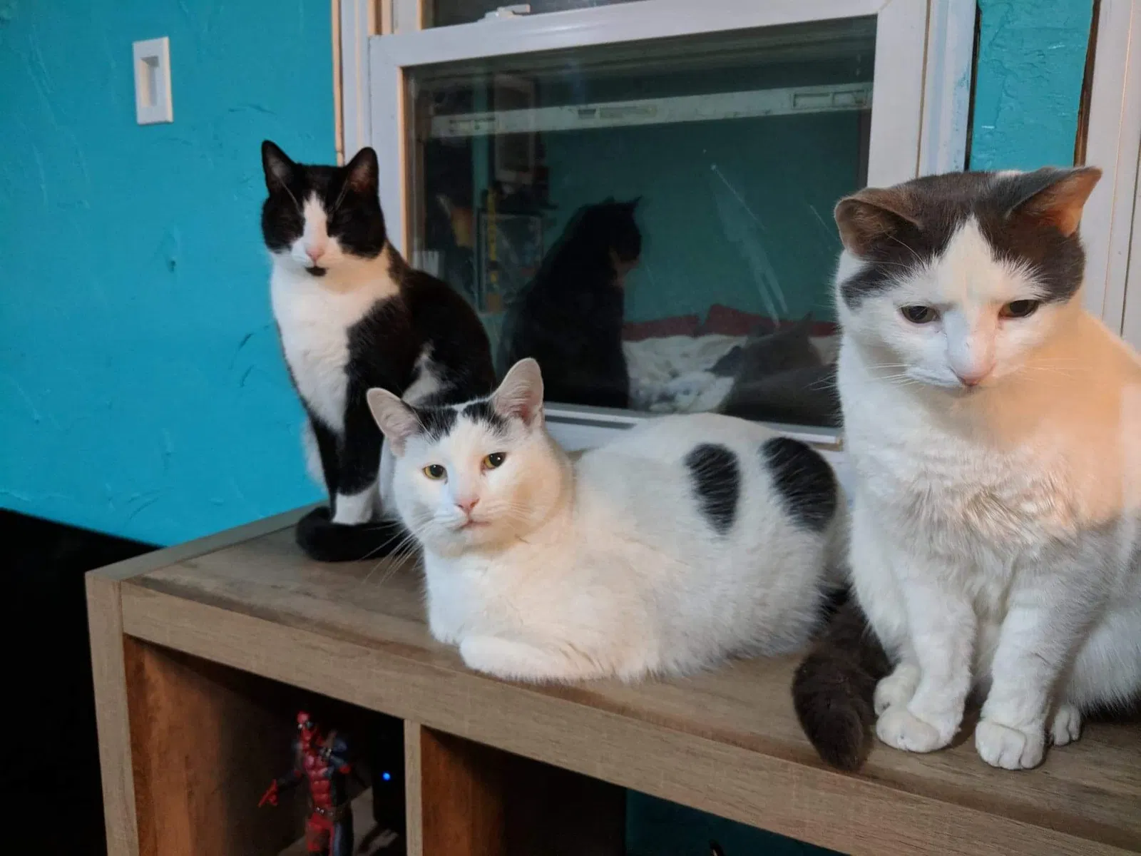 Lost cat in Stewartstown, PA, 17363