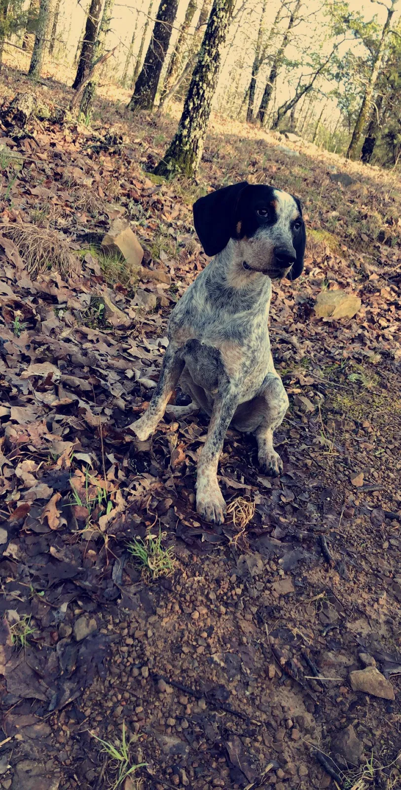 Lost dog in Vilonia, AR, 72173