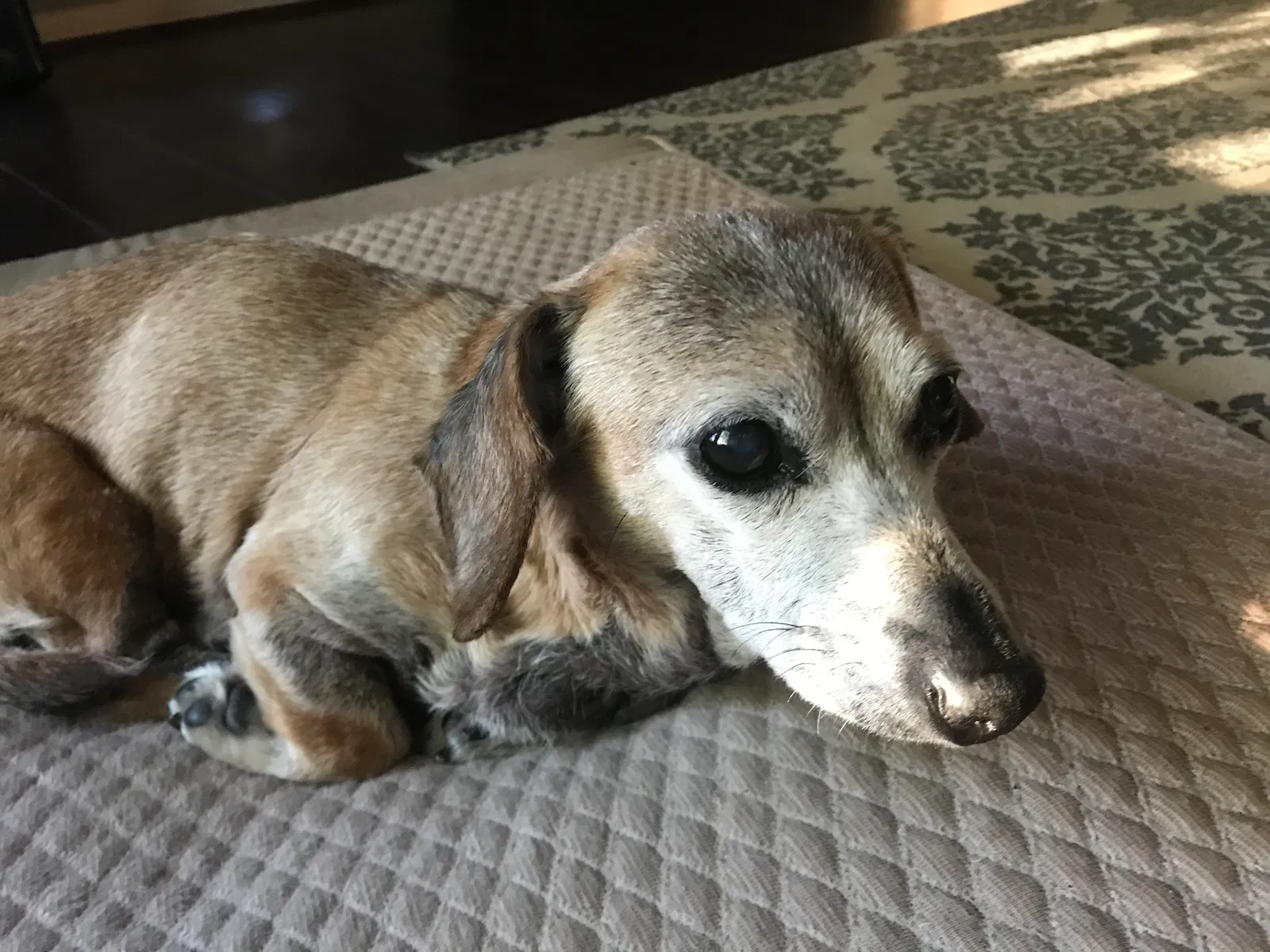 Lost dog in Sugar Land, TX, 77498