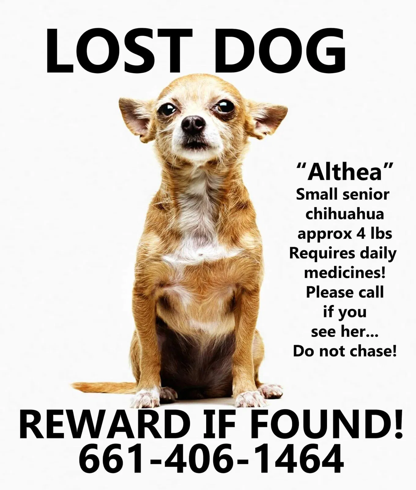 Lost dog in Santa Paula, CA, 93060