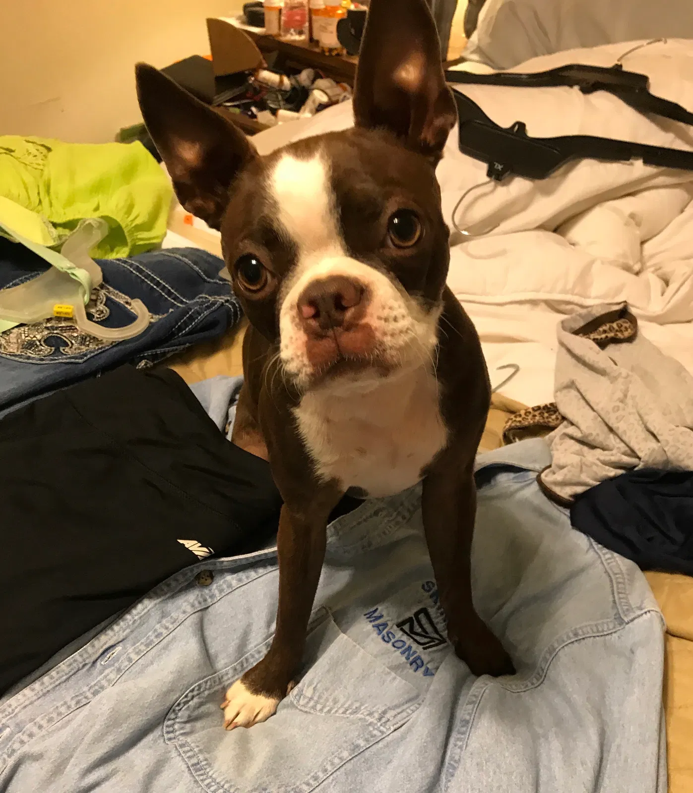 Lost dog in Argyle, TX, 76226
