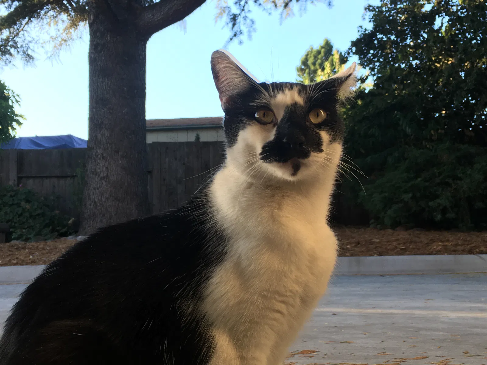 Lost cat in Santa Rosa, CA, 95401