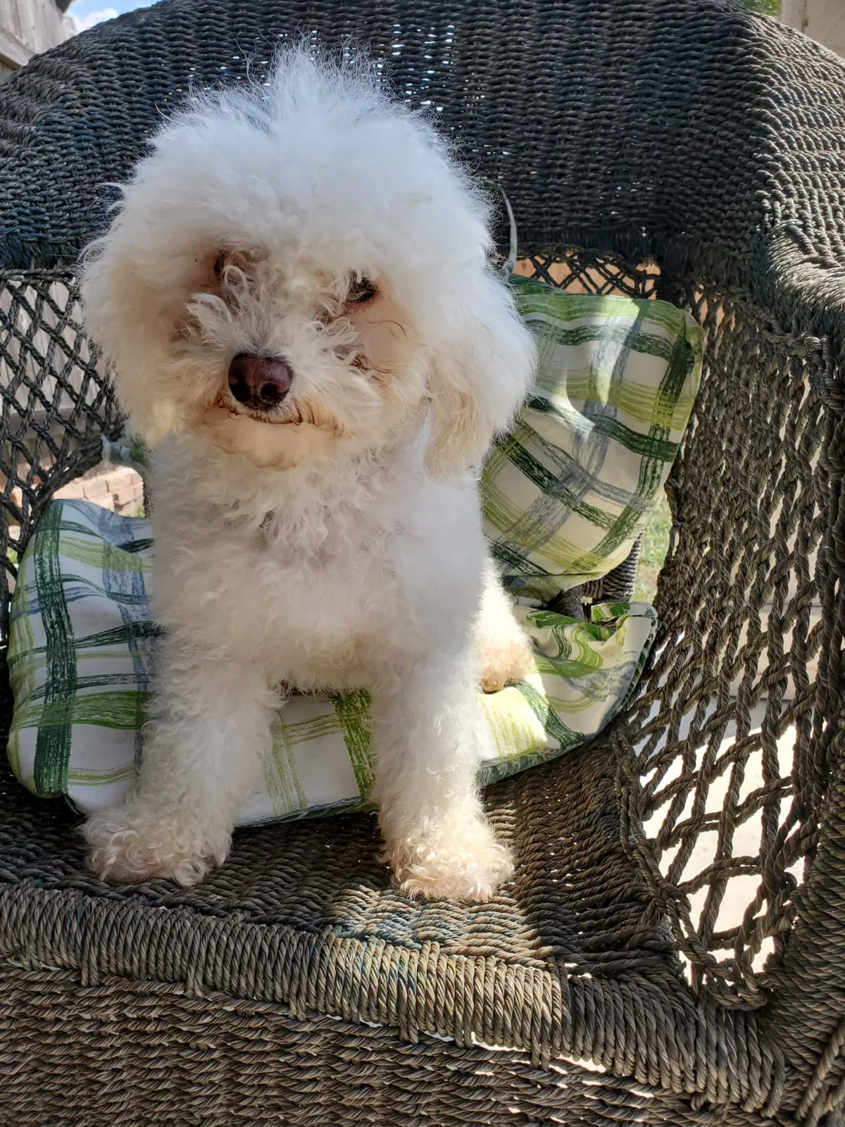Lost dog in Del Valle, TX, 78617