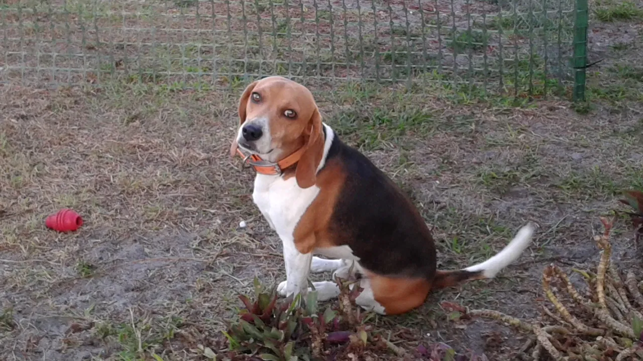 Lost dog in Cape Coral, FL, 33993