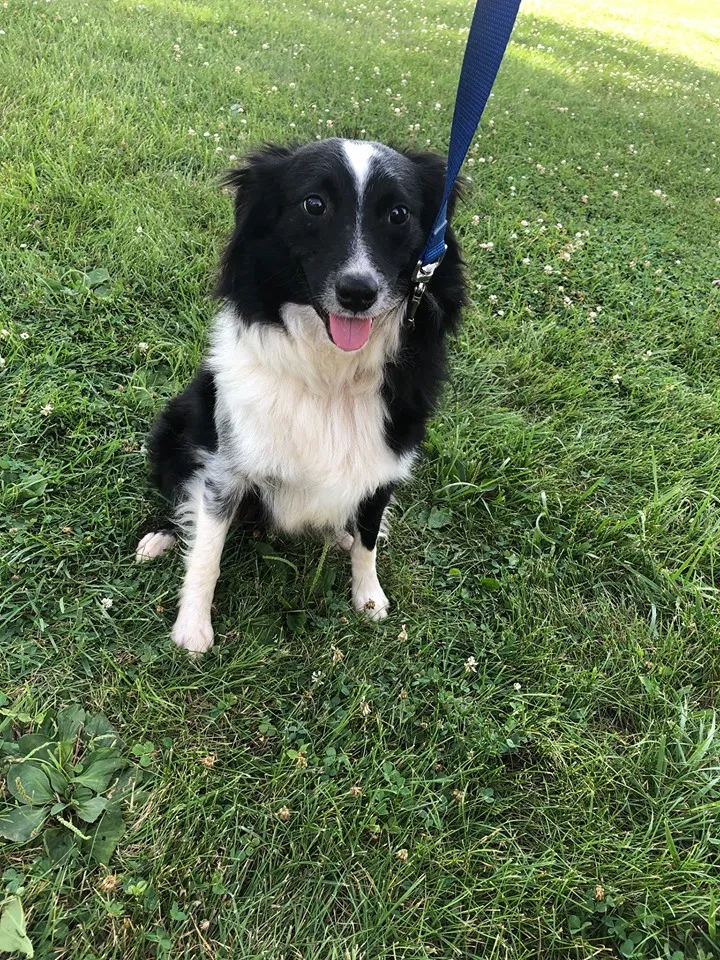 Lost dog in Edwardsville, IL, 62025