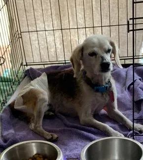 Lost dog in Kalamazoo, MI, 49048