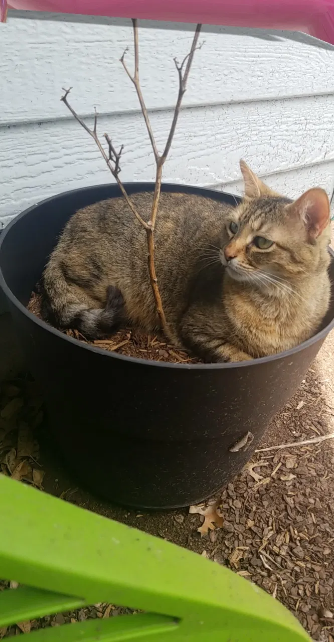 Lost cat in San Marcos, TX, 78666