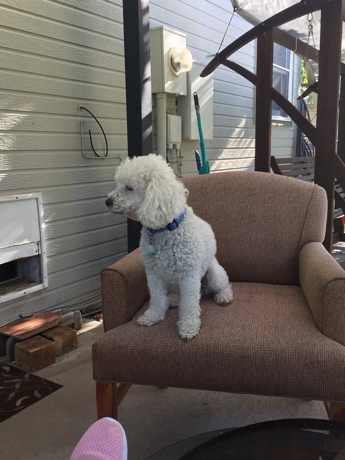 Lost dog in Rifle, CO, 81650
