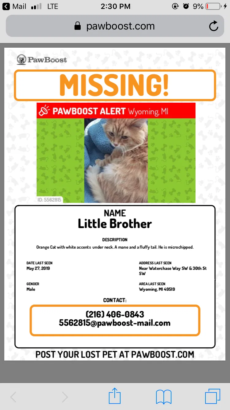 Lost cat in Wyoming, MI, 49519