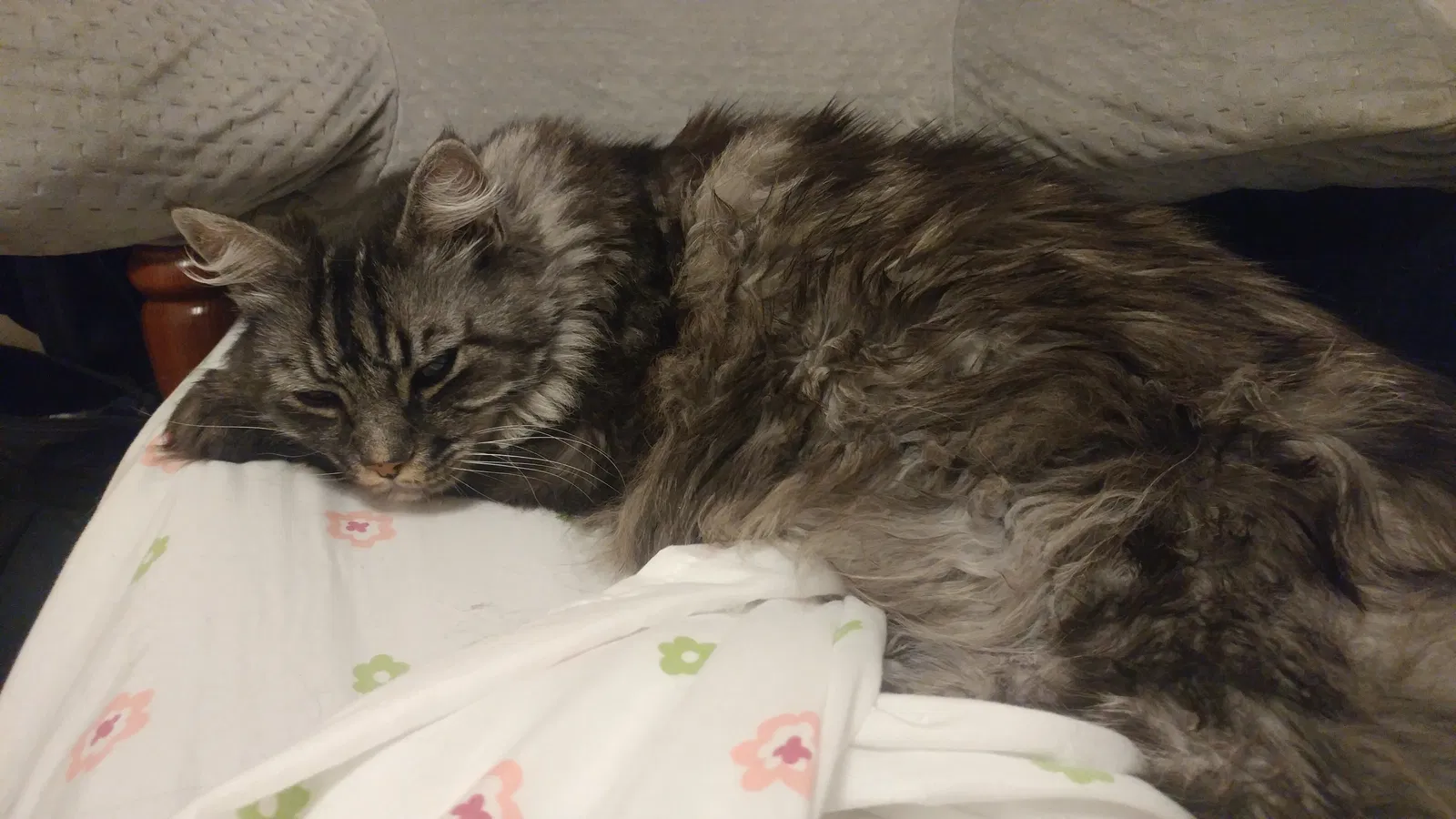 Lost cat in Tacoma, WA, 98405