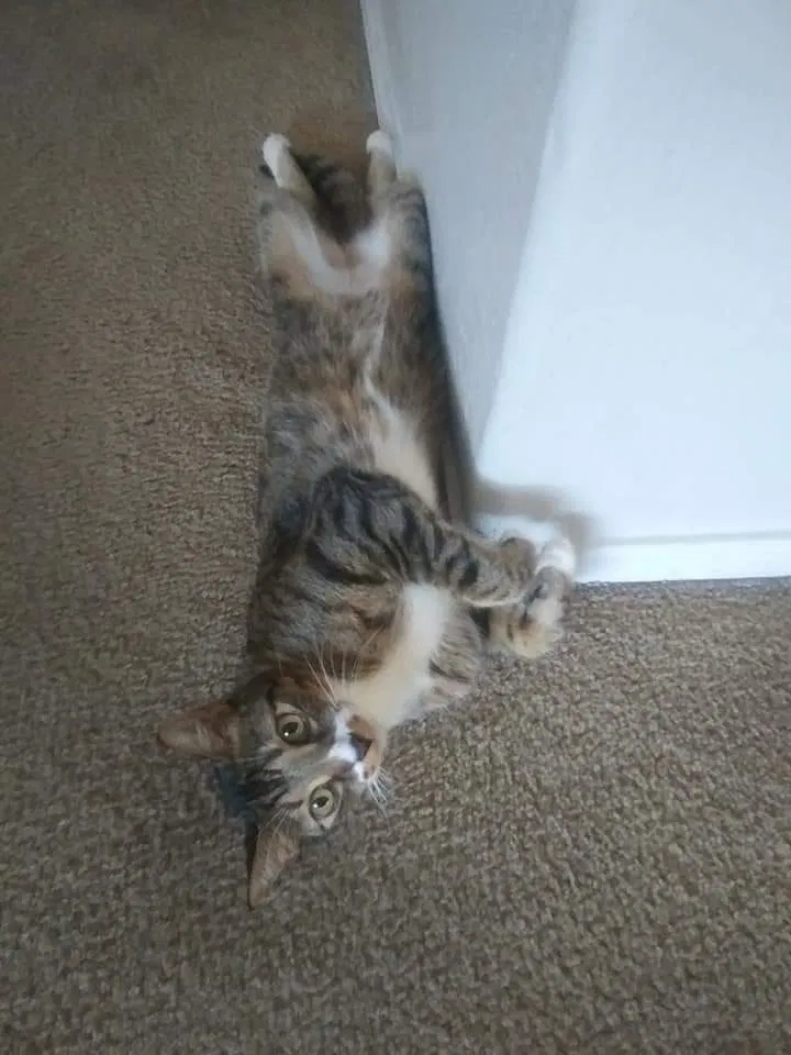 Lost cat in Goodyear, AZ, 85338