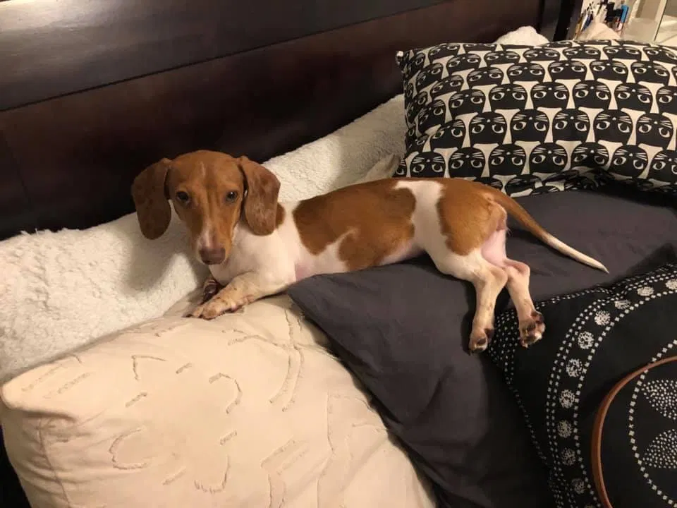 Lost dog in Davenport, FL, 33837