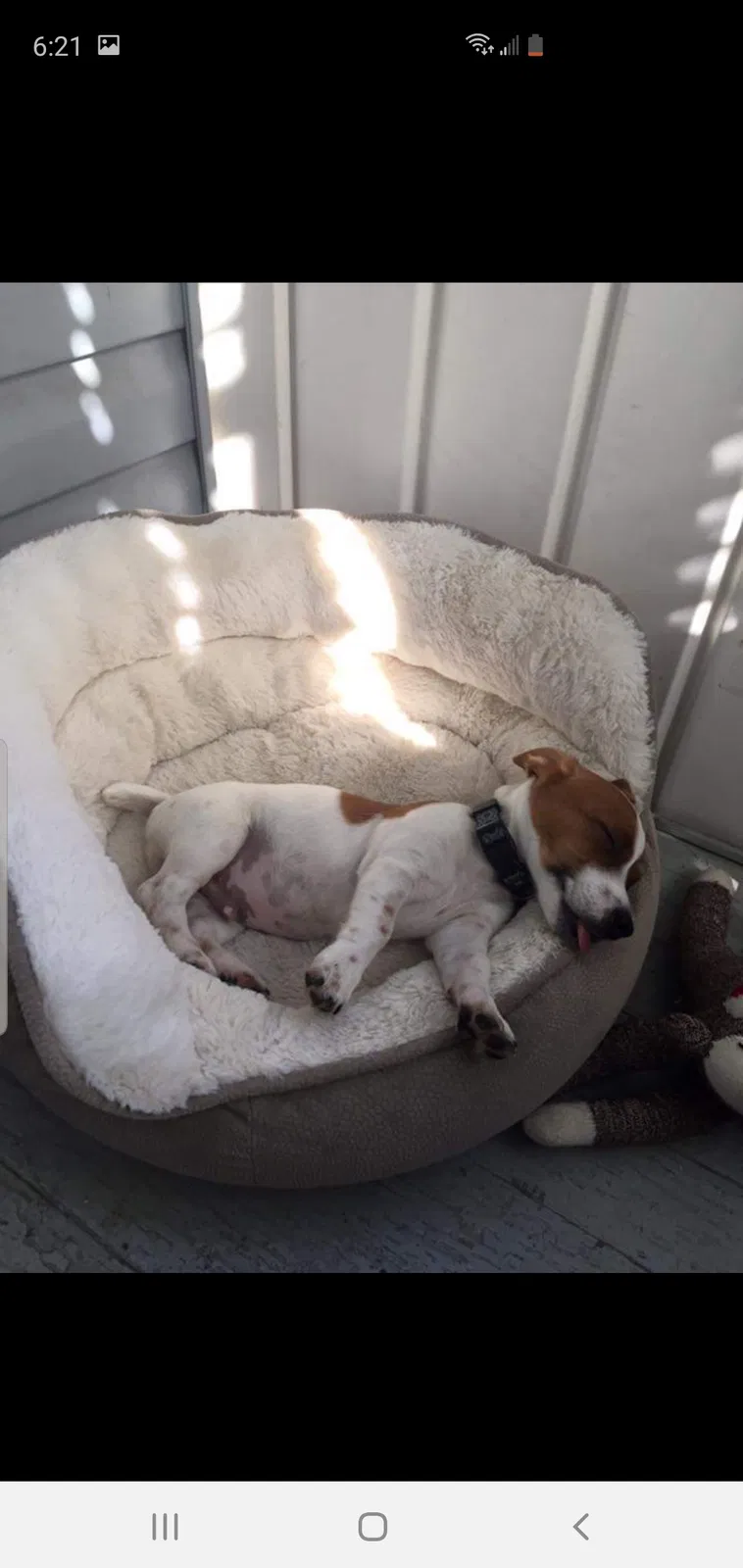Lost dog in Orlando, FL, 32807